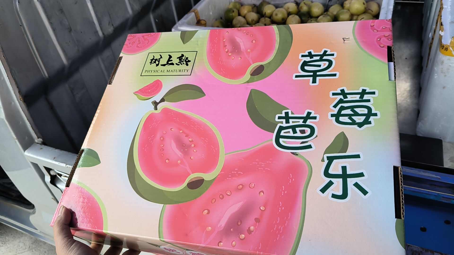 福建漳州产地直发红心芭乐白心芭乐番石榴批发