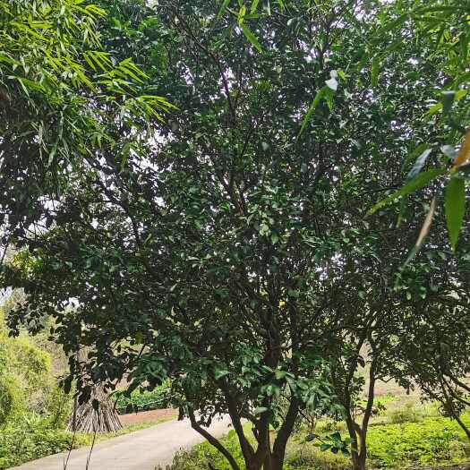 自贡蜜柚苗 香泡15公分以上