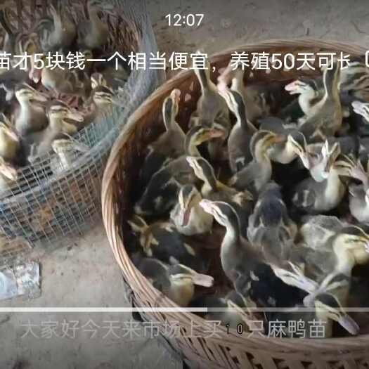 道县肉鸭苗