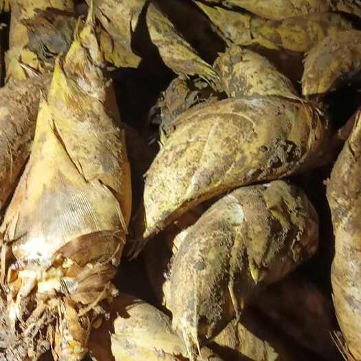 绥宁县冬笋现挖现发原产地发货