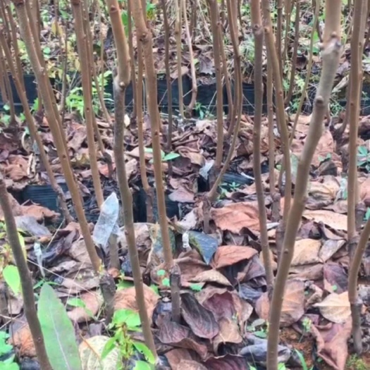 荔浦市供应优质太秋甜柿苗