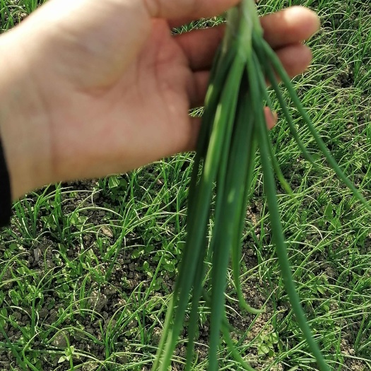 勐海县小葱小香葱苗