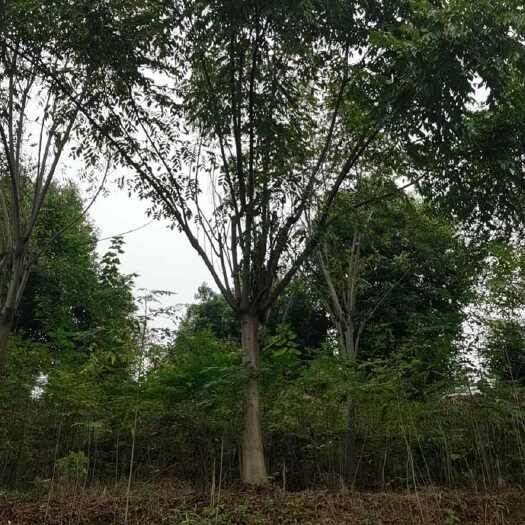 自贡黄山栾树  栾树15公分