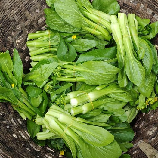 大邑县上海青菜苔