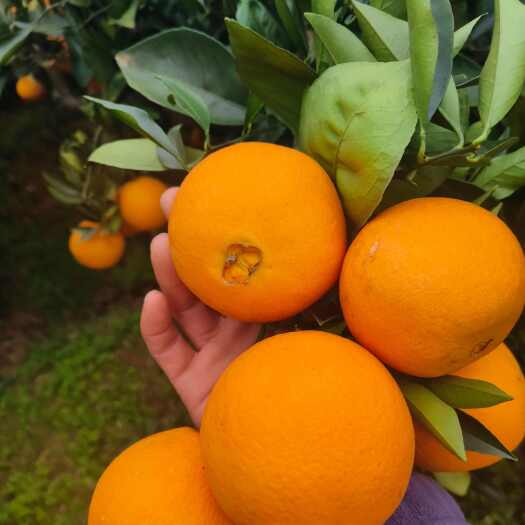 仁寿县脐橙