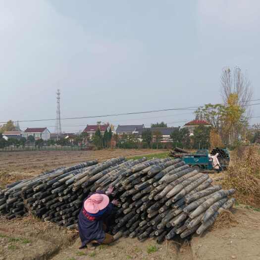 海安市捂韭黄专用筒子