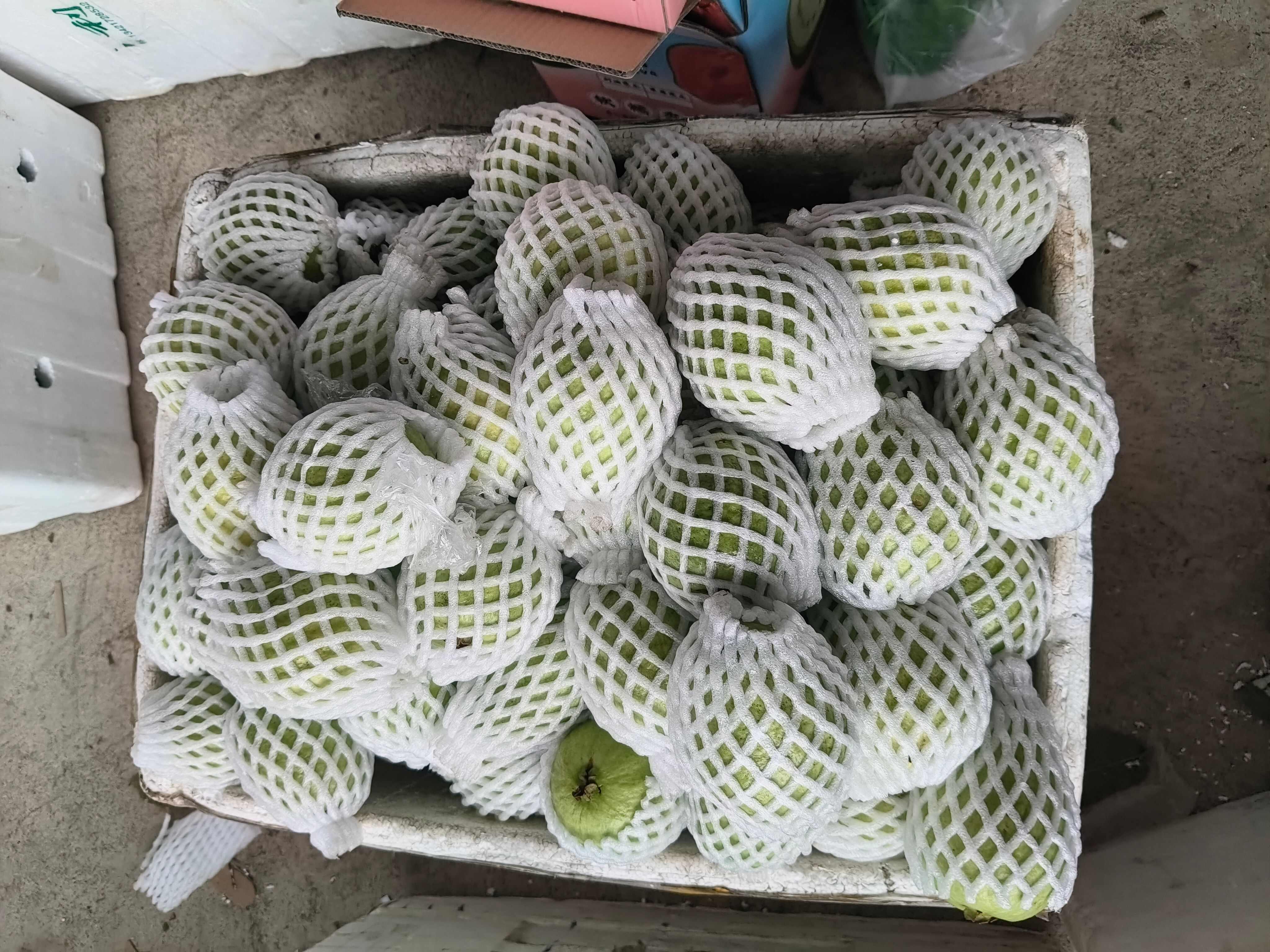 福建漳州产地直发红心芭乐白心芭乐番石榴批发