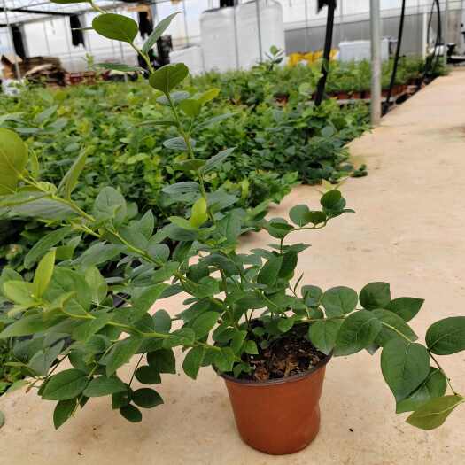蒙自市蓝莓种苗、蓝莓鲜果