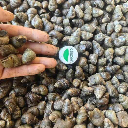 洪湖市洪湖优质活鲜石螺！田螺！蚌壳！
