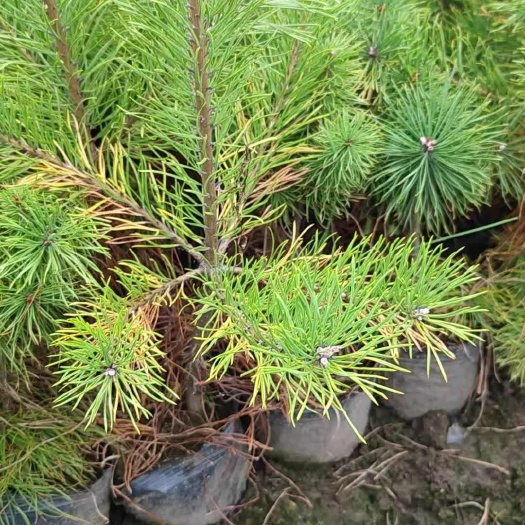 柳河县樟子松松杯苗小苗占地苗规格全东北货源价格便宜。