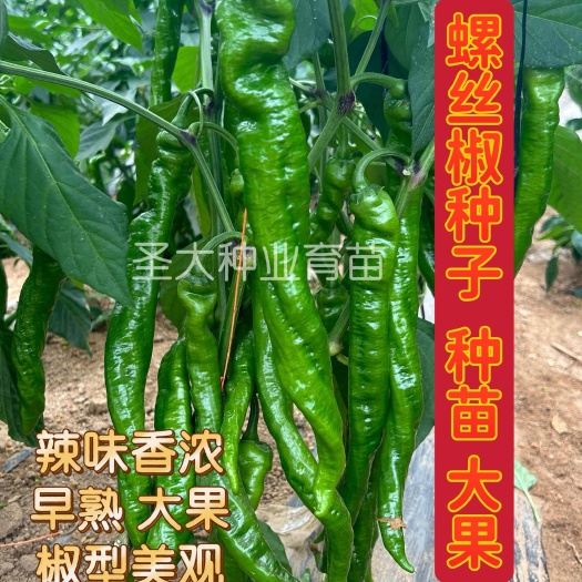寿光市螺丝椒种子—大果 早熟 抗病 座果率高 四季种植！辣椒种子
