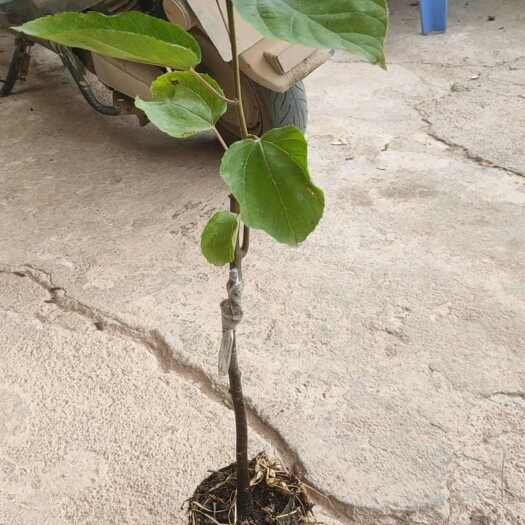 灵山县万寿果树苗拐枣树苗嫁接苗带土带叶子