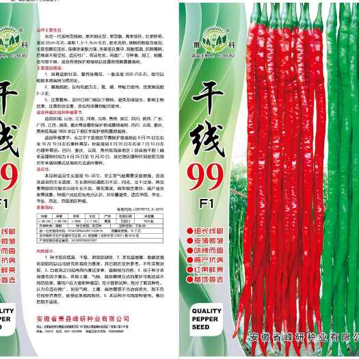 干线99  细长线椒  稳产抗病  皮薄微皱  红果鲜亮