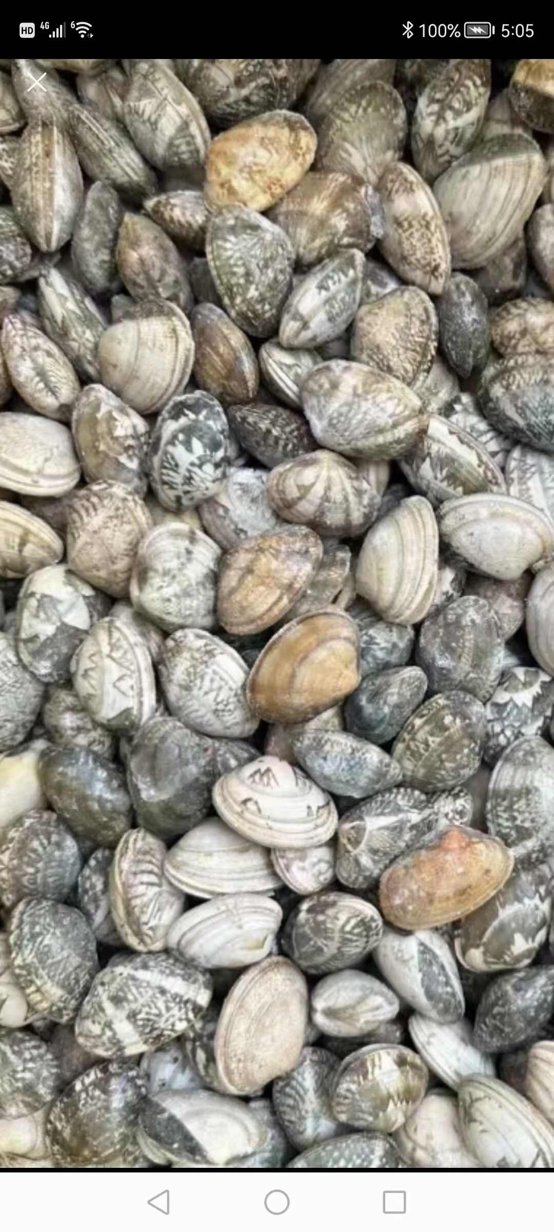 无沙花甲批发