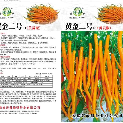 黄金二号（  黄贡椒  ） 中早熟  果长线型  品质佳