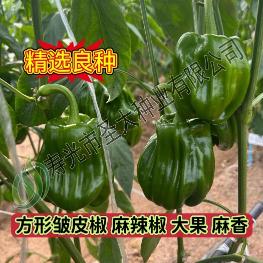 寿光市薄皮椒种子—麻辣椒种籽 方椒种子 圆椒种子 大果 耐热耐寒