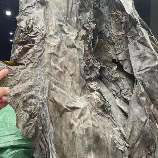 成都山东海带跑江湖，叶片大张厚实