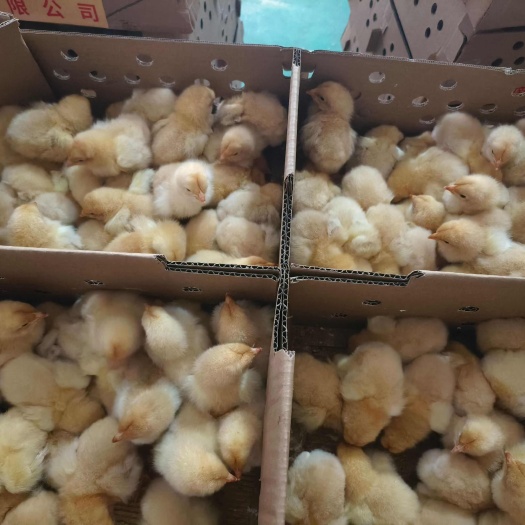 昆明快点大型黄金宝，快大黄鸡苗