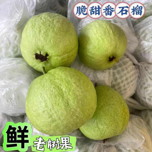 广州番石榴果园直发支持一件代发