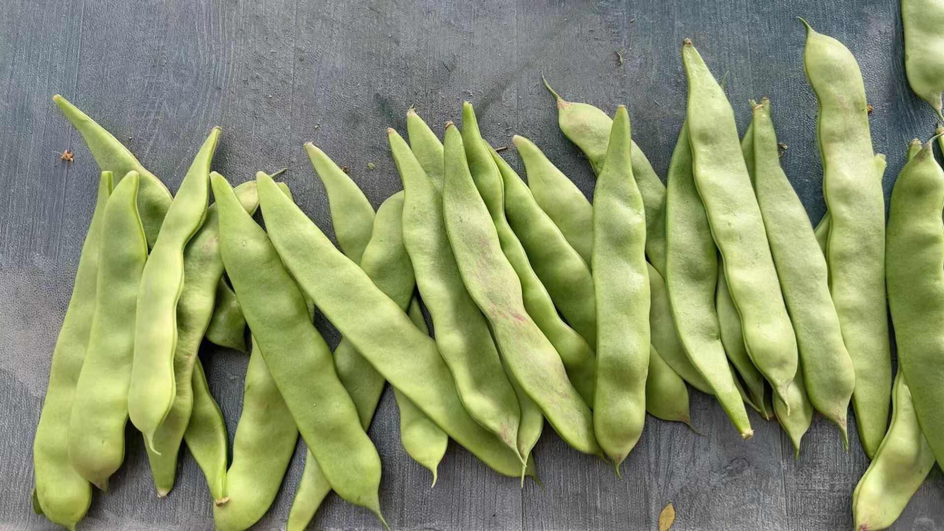 油豆角批发]东北油豆角一点红油豆角新鲜现摘自产自销原产地直发
