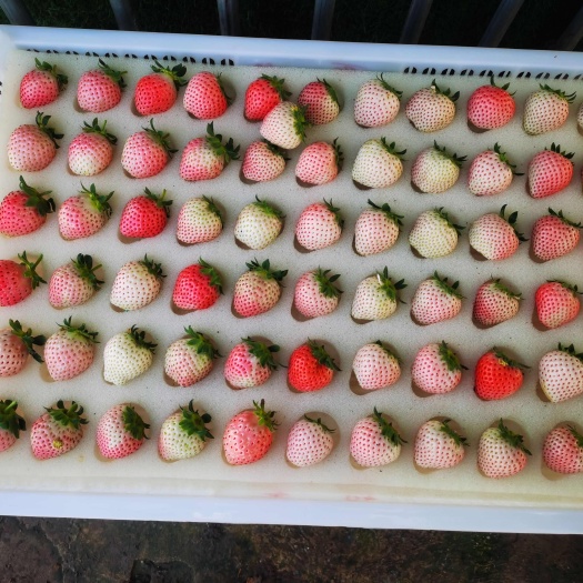 玉溪云南高原露天冬至草莓