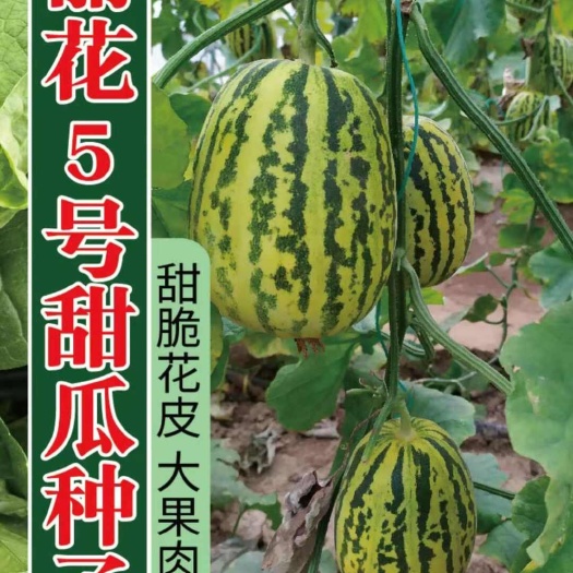 景甜花衣丽花甜瓜种子