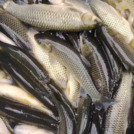 水库草鱼规格0.7只1.5