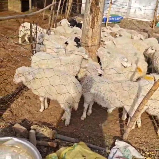 忻州大量有货小公糕小母糕大公糕大母糕