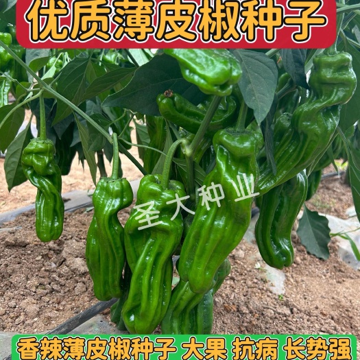 寿光市薄皮辣椒种子—脆香90皱皮椒种子香辣薄皮 大果椒！早春 越冬