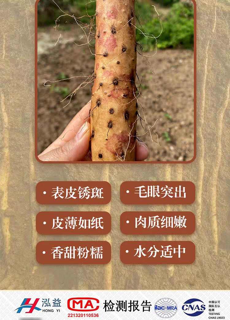 怀甄垆土山药2024鲜山药精选新淮山