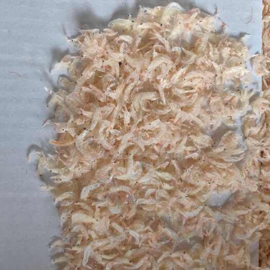 日照虾皮 盐干 淡干 各种规格型号虾皮