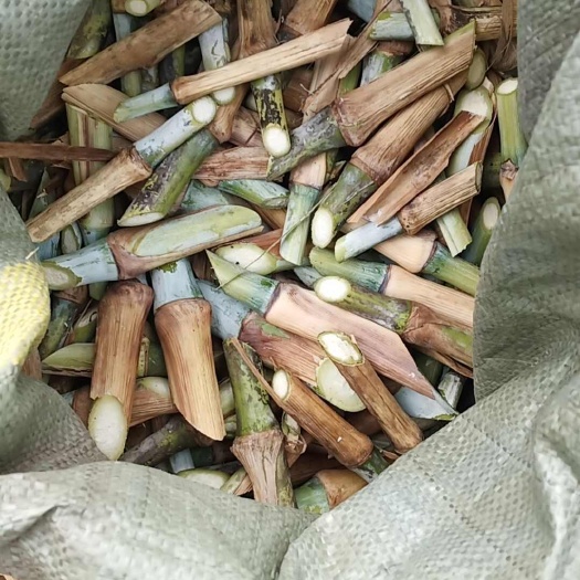 甜象草节、红象草节、巨菌草节、皇竹草节产地直销