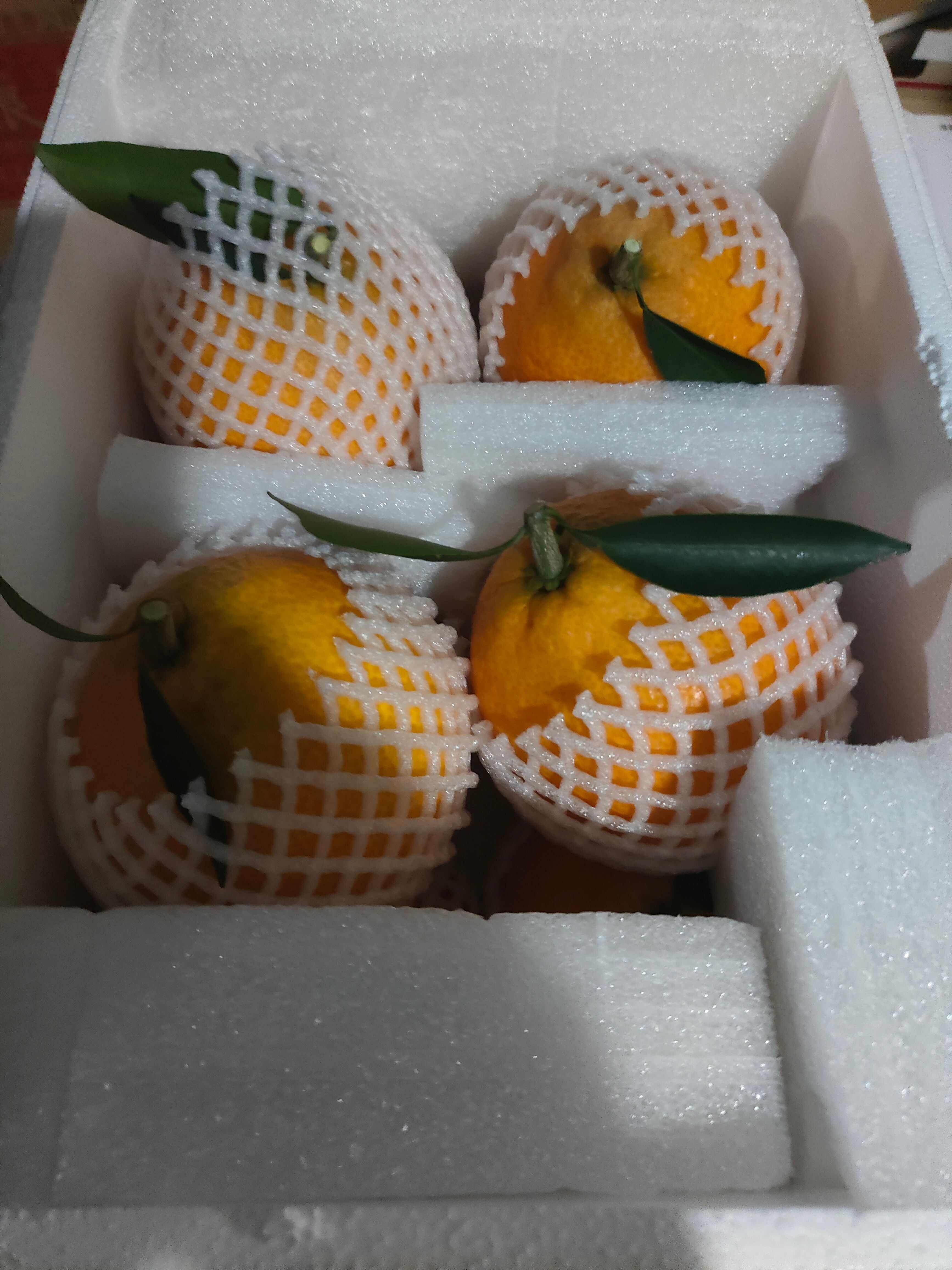 澳橙