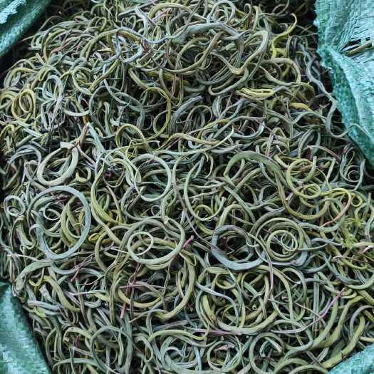 昆明小叶化石草