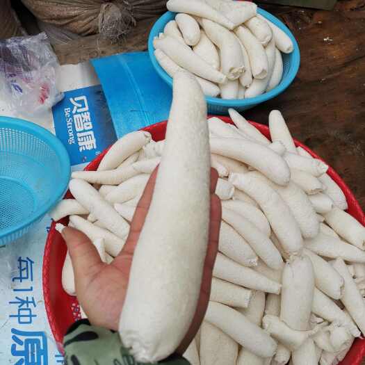 大方县贵州大方冬荪