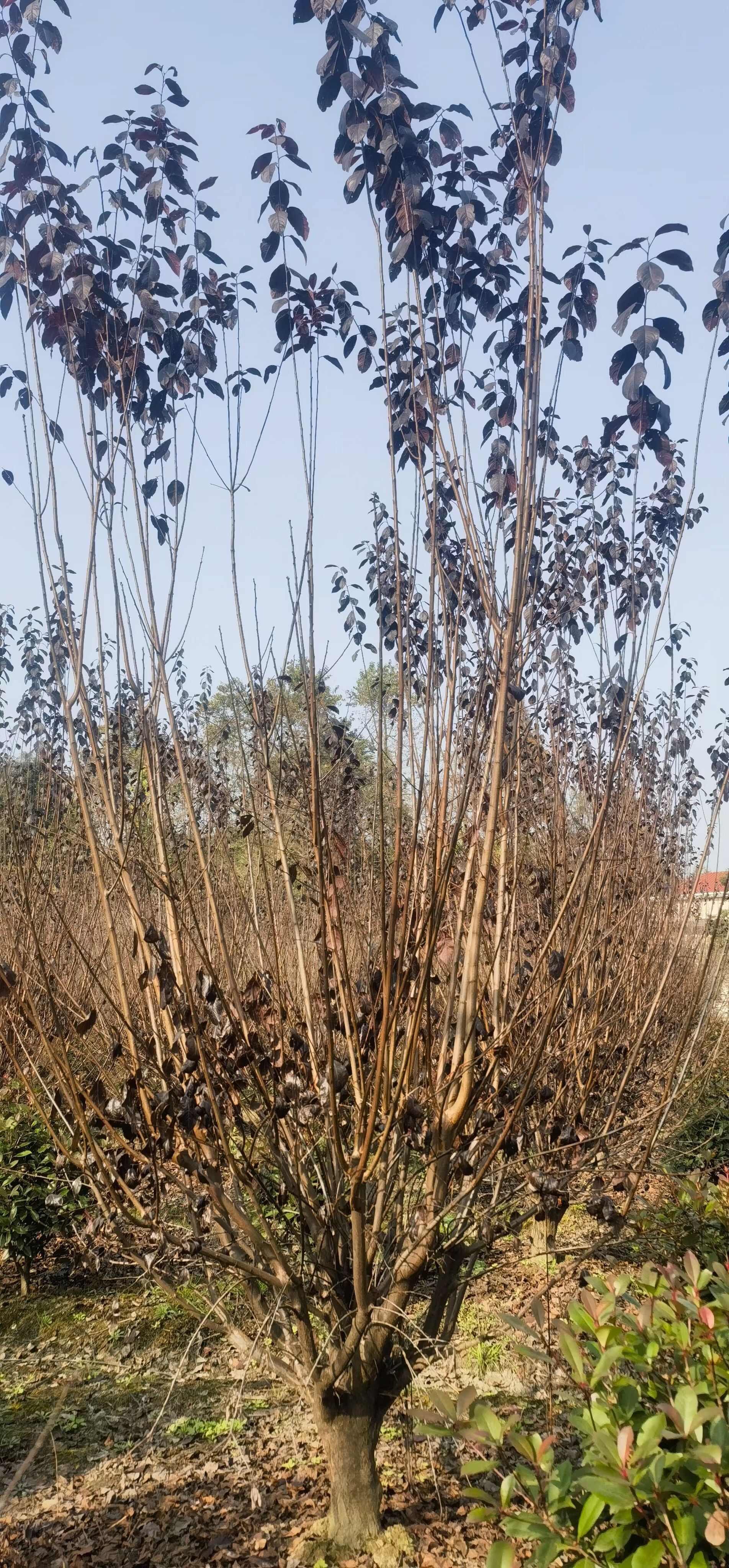 成都红叶李、紫叶李5公分6公分8公分10公分12公分15公分