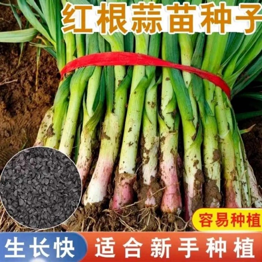 邵东市四季宽叶蒜苗种子葱蒜大田四季采收蔬菜籽红皮蒜苗籽蒜苗韭葱农家