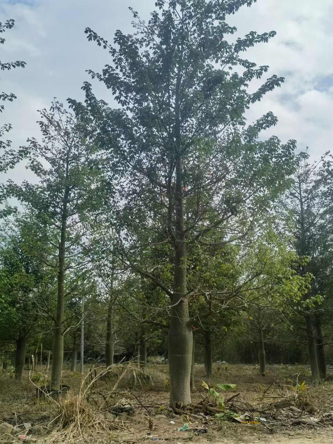 美丽异木棉