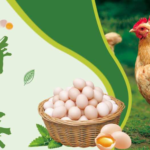 五谷雜糧飼養(yǎng)粉殼雞蛋、養(yǎng)殖場(chǎng)直銷.價(jià)格實(shí)惠