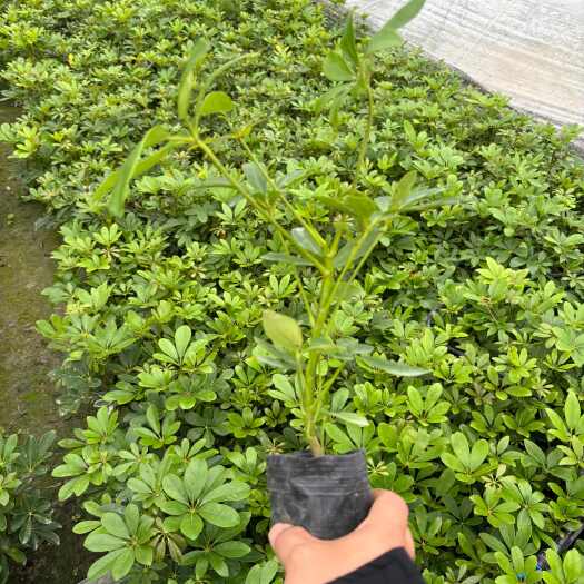成都成都鸭脚木高度冠幅20公分25公分30公分40公分
