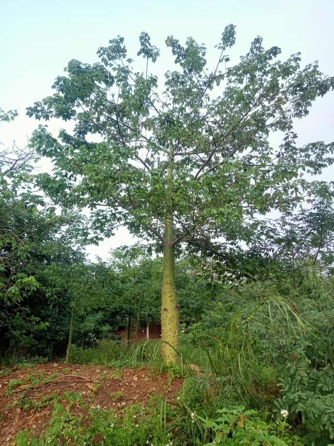 美丽异木棉