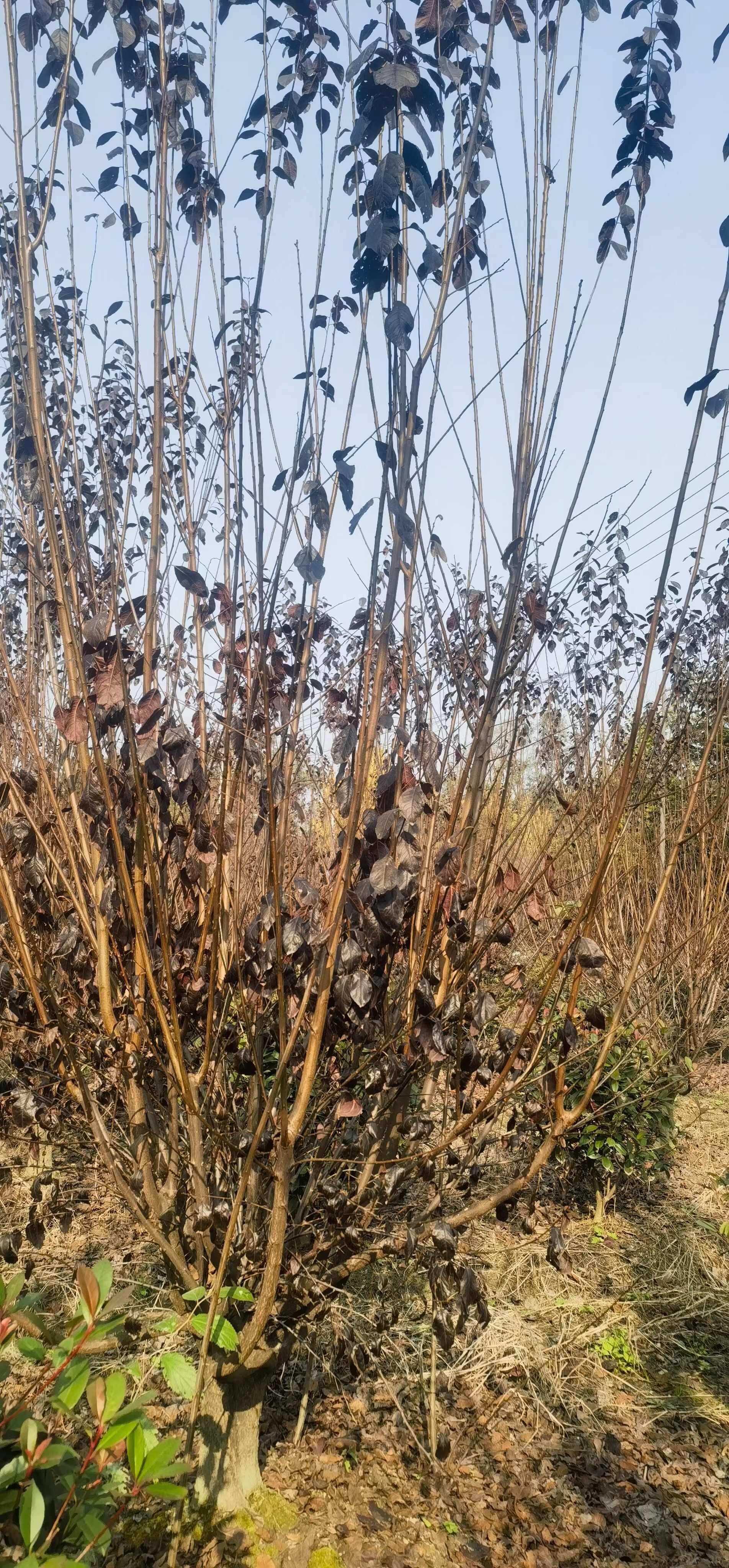 成都红叶李、紫叶李5公分6公分8公分10公分12公分15公分