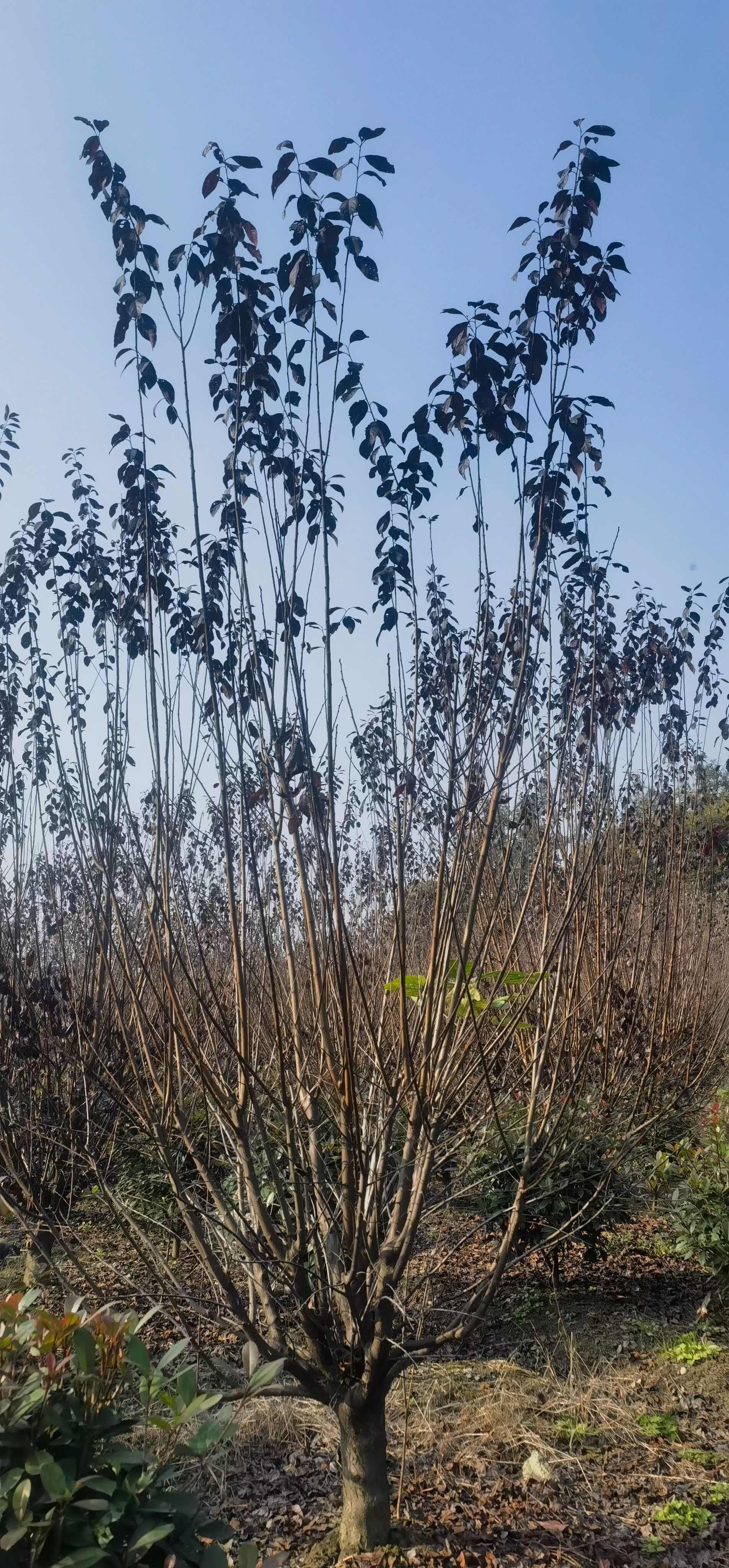 成都红叶李、紫叶李5公分6公分8公分10公分12公分15公分