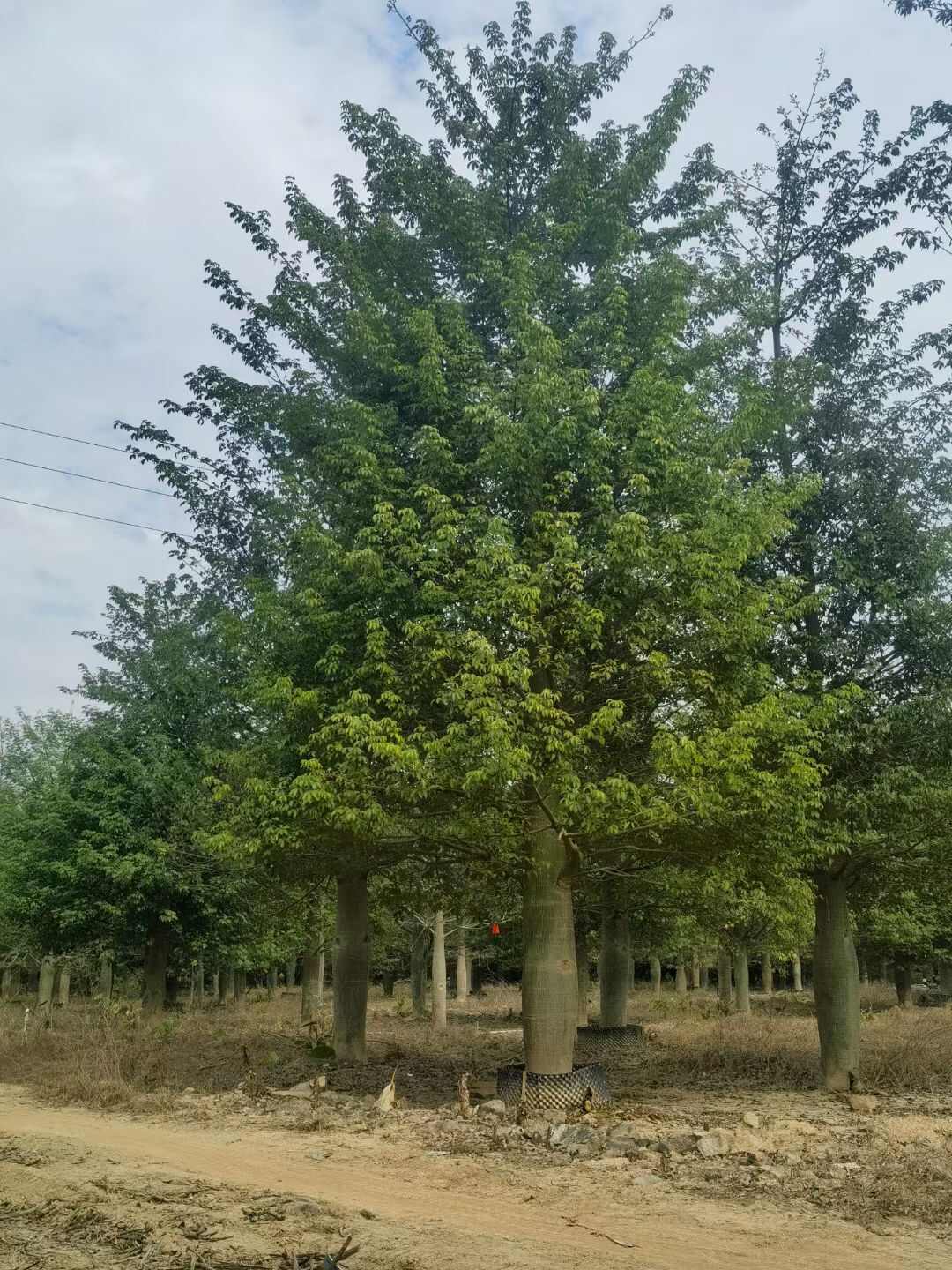 美丽异木棉
