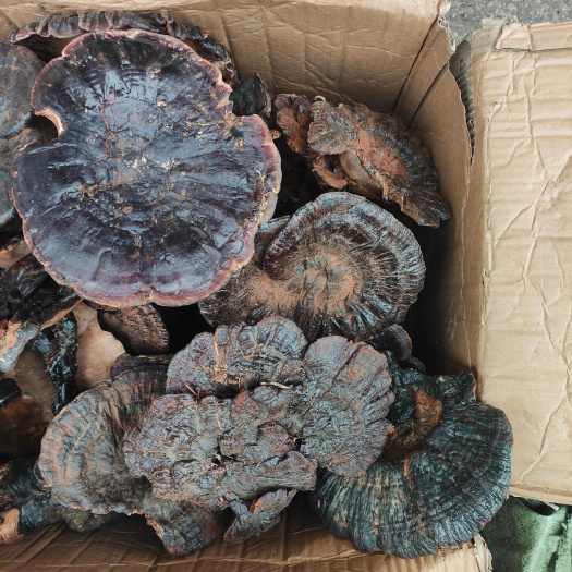 梧州广西本地灵芝周边农村收购货统货