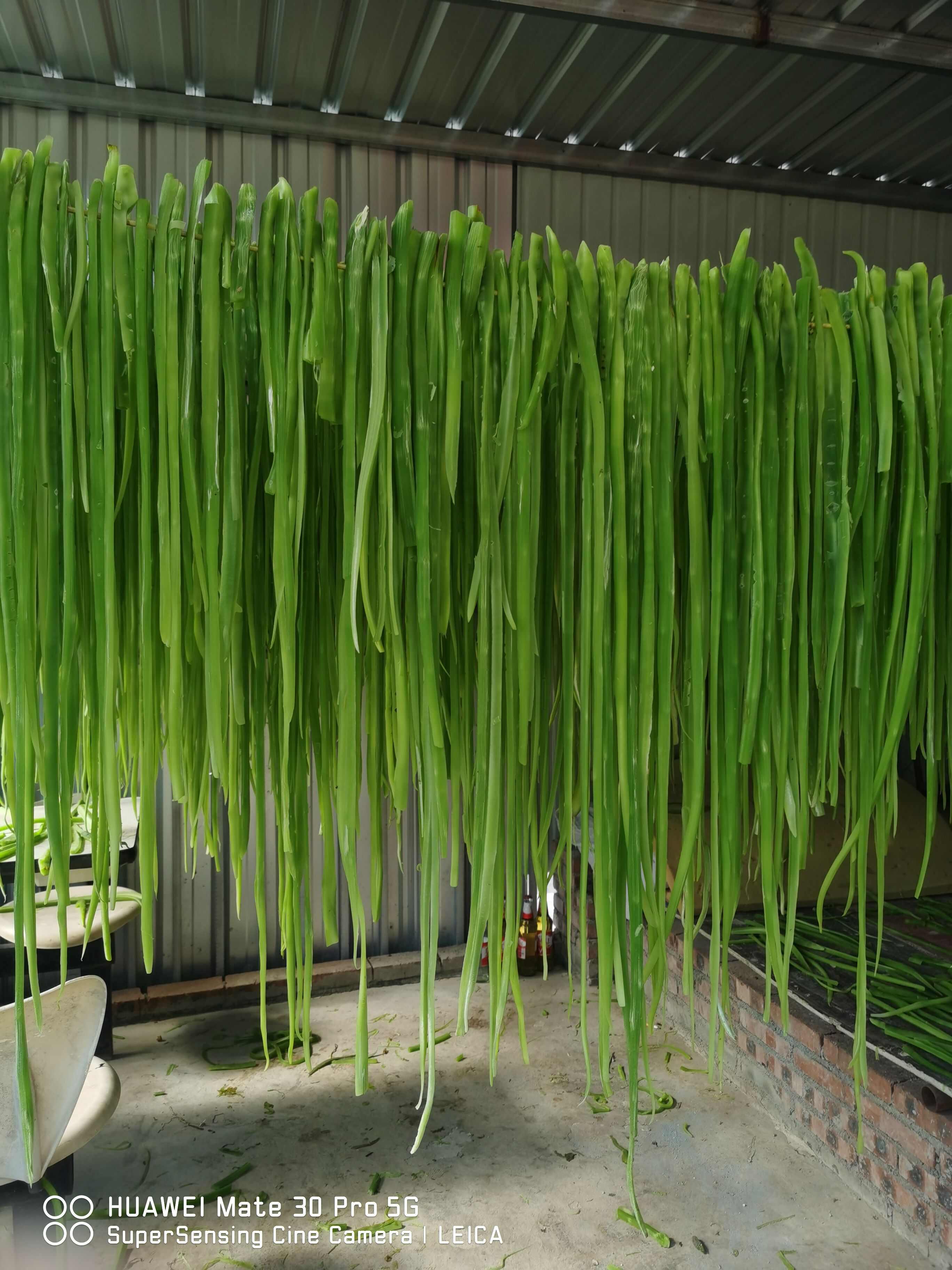 云南大理宾川精品贡菜干，分一二三级货，有需要联系