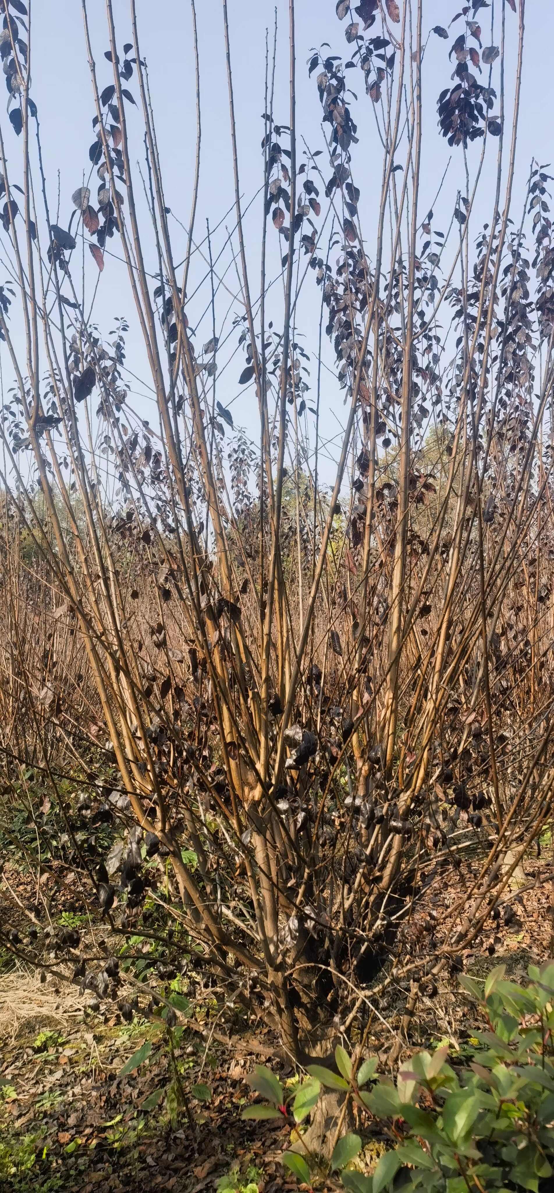 成都红叶李、紫叶李5公分6公分8公分10公分12公分15公分