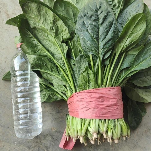 成武县精品大棚种植菠菜大量供应中