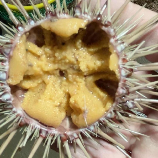 大连海胆  大胆儿海胆  黄胆 全年稳定供应