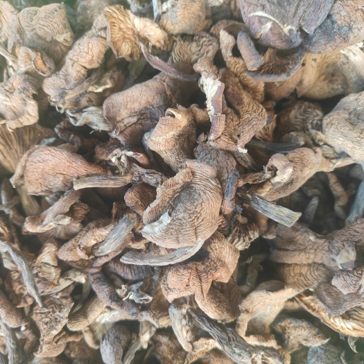 铁锅炖专用精品榛蘑
